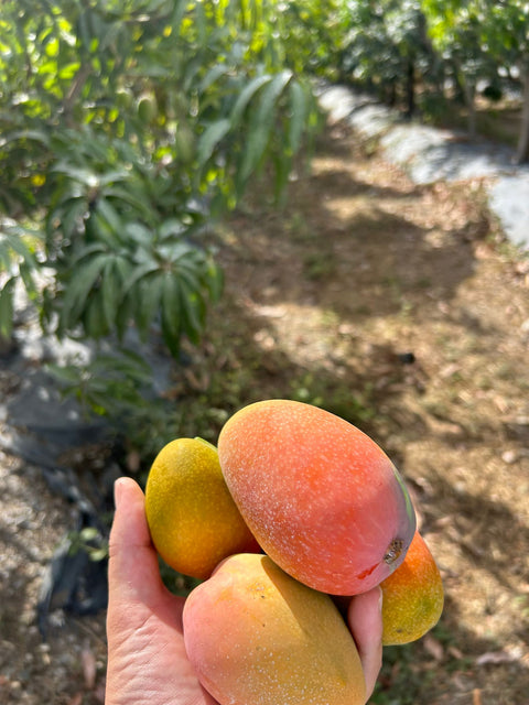Bio-Mango Glenn