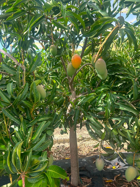 Bio-Mango Glenn