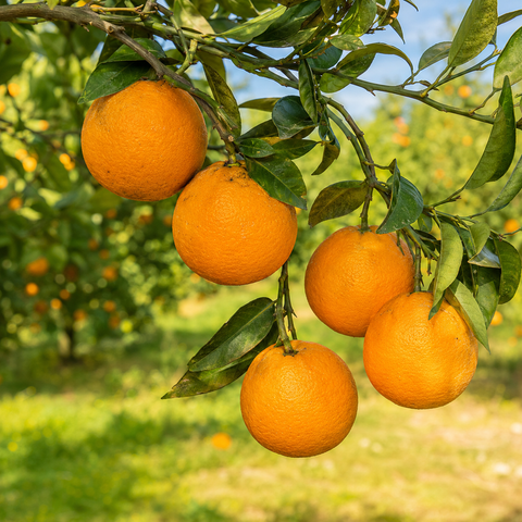 Bio-Vanilleorangen