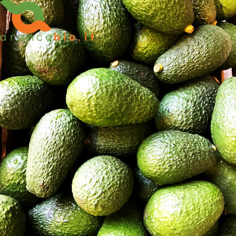 Avocado Hass