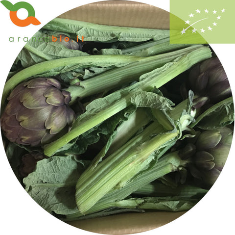 9 Carciofi Biologici, varietà opal. 
