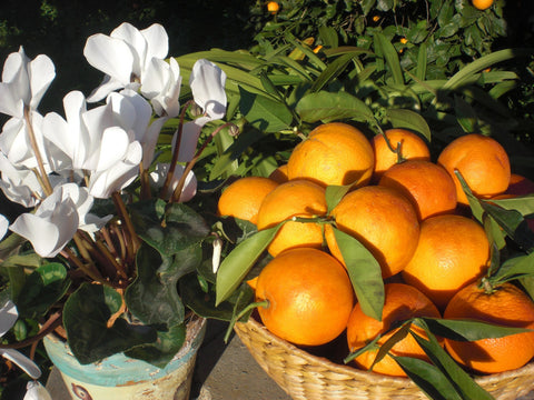 Samenlose Mandarine Bio