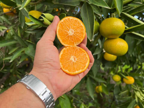 Clementine Primosole Bio