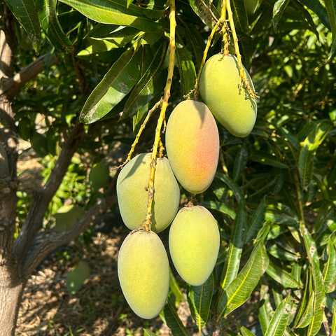 Bio-Mango Glenn