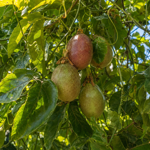 Bio-Passionsfrucht
