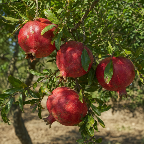 Wunderbarer Granatapfel