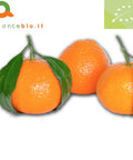 Clementine Nova Biologiche. Non trattate in superficie, buccia edibile
