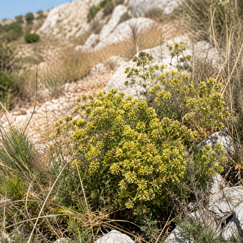 Wild woodland oregano