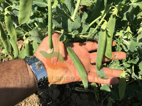 Frische Erbsen in der Schote Bio