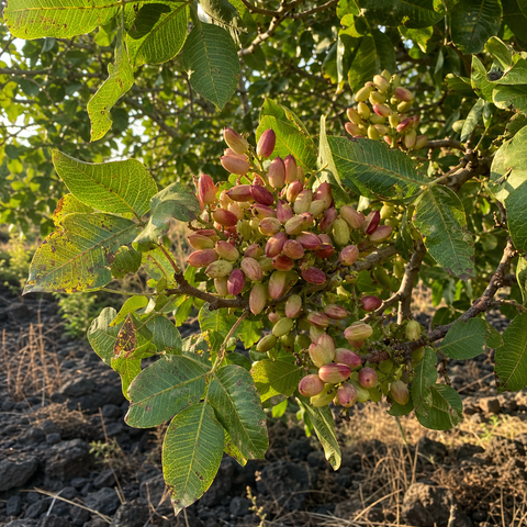 Pistazien aus Sizilien