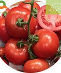 Pomodoro a grappolo Biologico