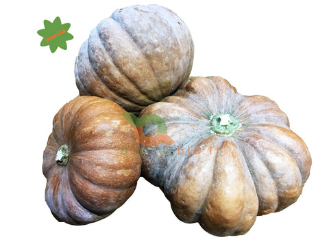 Zucchini und Kürbisse
